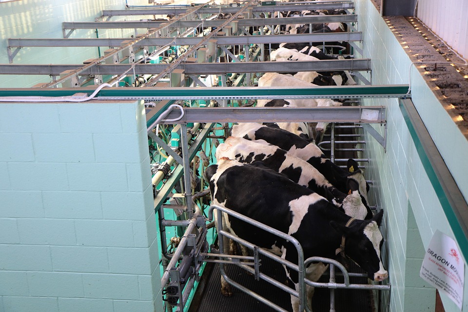 Vaca supera 72 kg de leite no concurso leiteiro da 91ª ExpoZebu e confirma avanço do Zebu tropical
