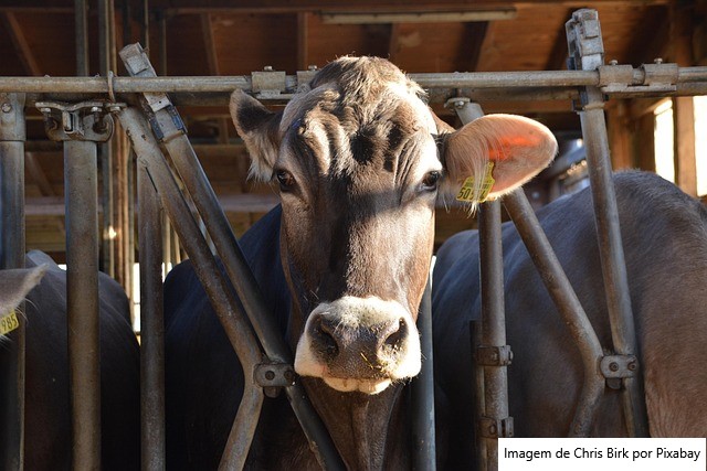 O segredo da ordenha robotizada está no caminho das vacas