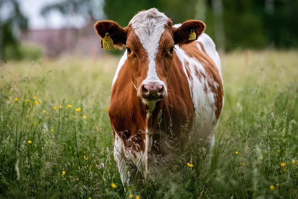 Gir Leiteiro vive noite histórica com recorde mundial e vaca avaliada em R$ 4 milhões