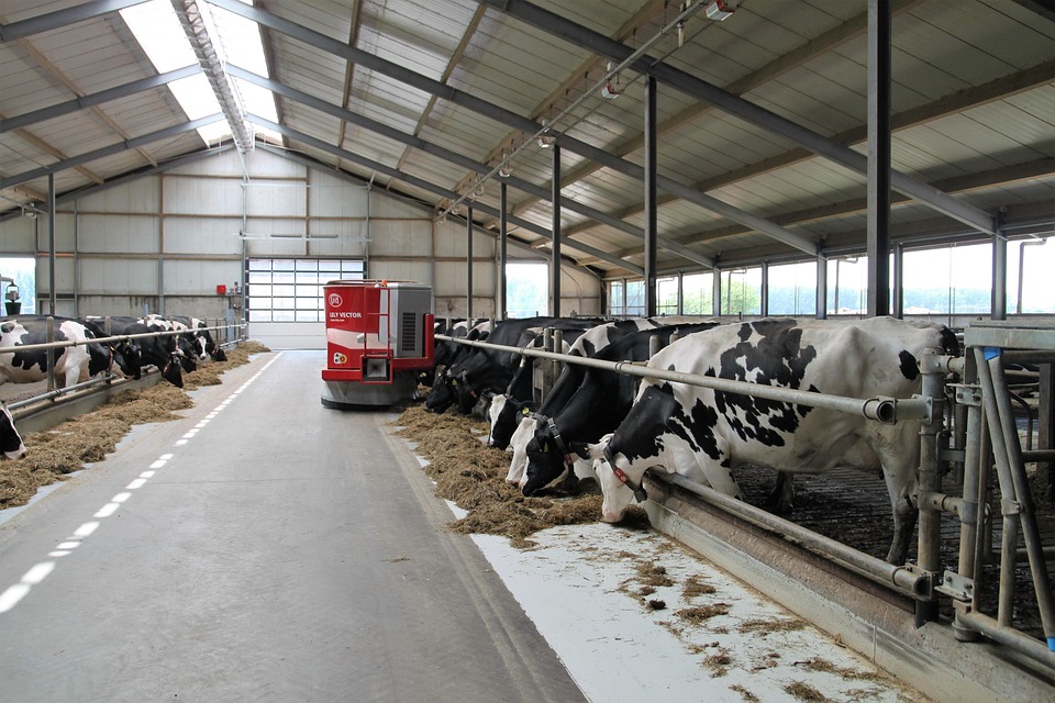 Expoagro Barbacena: 2ª maior exposição de Girolando do Brasil
