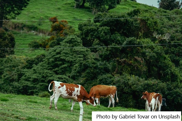 Secretaria de Agricultura participa de capacitação em reprodução bovina promovida pela Embrapa