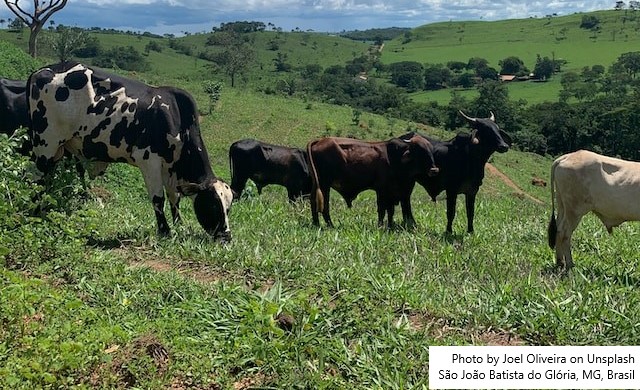 Leite mineiro alia produtividade e baixa emissão de carbono, aponta estudo do Sebrae-MG