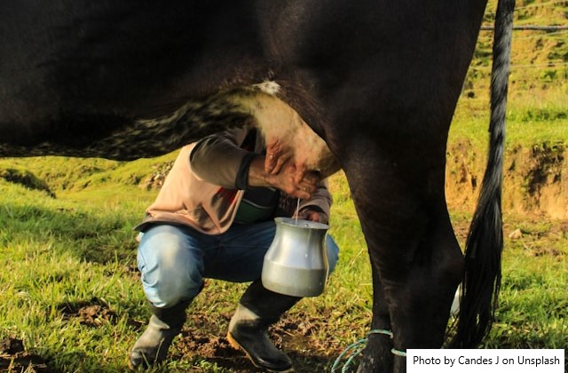PAA Leite valoriza os agricultores familiares no Semiárido