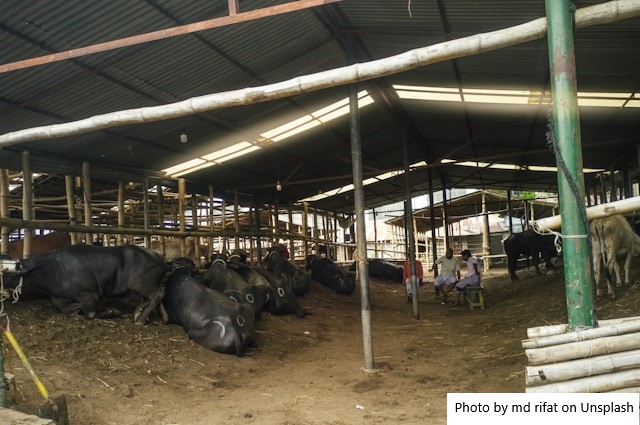 Produtores de leite tentam fundar cooperativa no MT