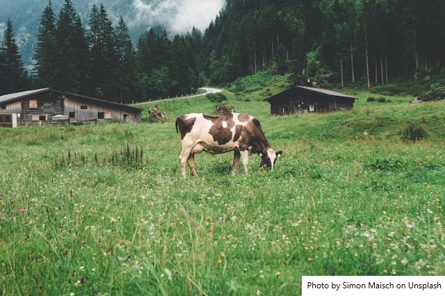 Vaca produz 108 litros de leite em três ordenhas