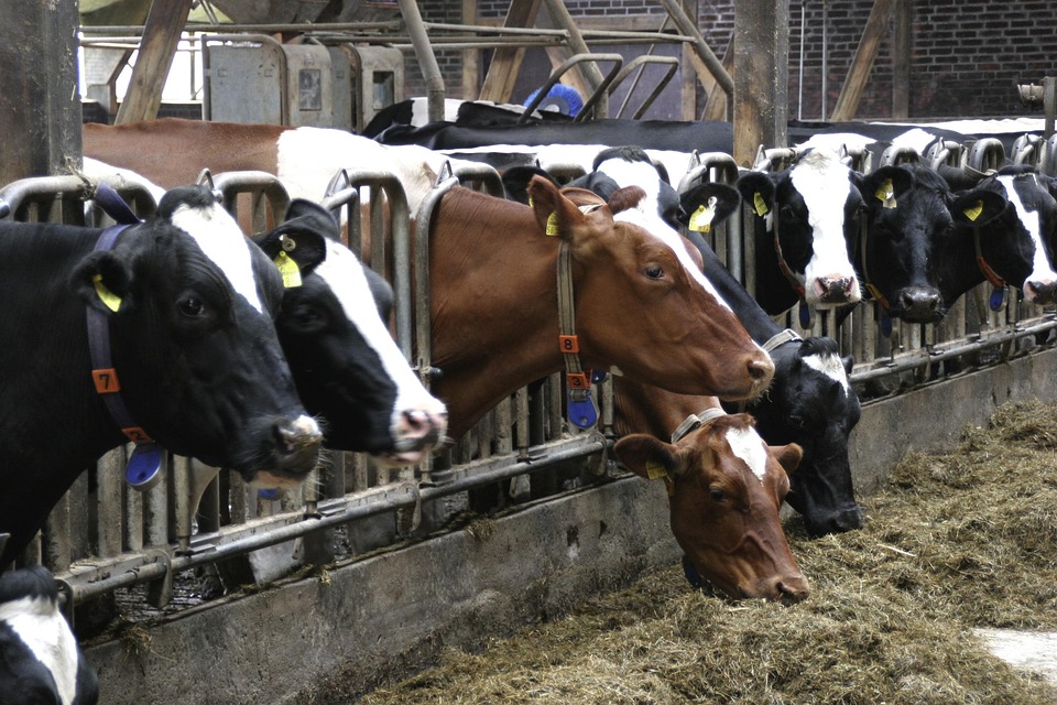Produtor usa vacas ‘tokenizadas’ para conseguir crédito