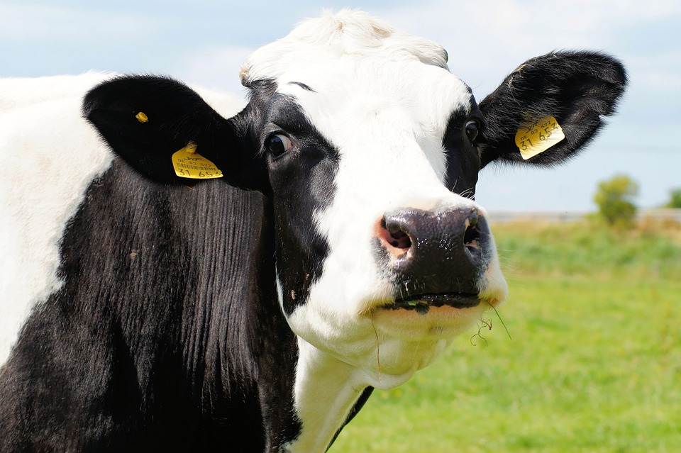 Por que vacas leiteiras ficam cerca de dois meses sem produzir leite? Entenda o período de descanso