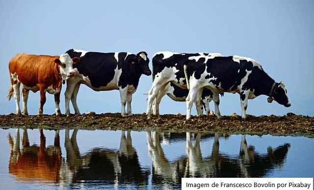 Temporais causam perdas a produtores de leite no RS