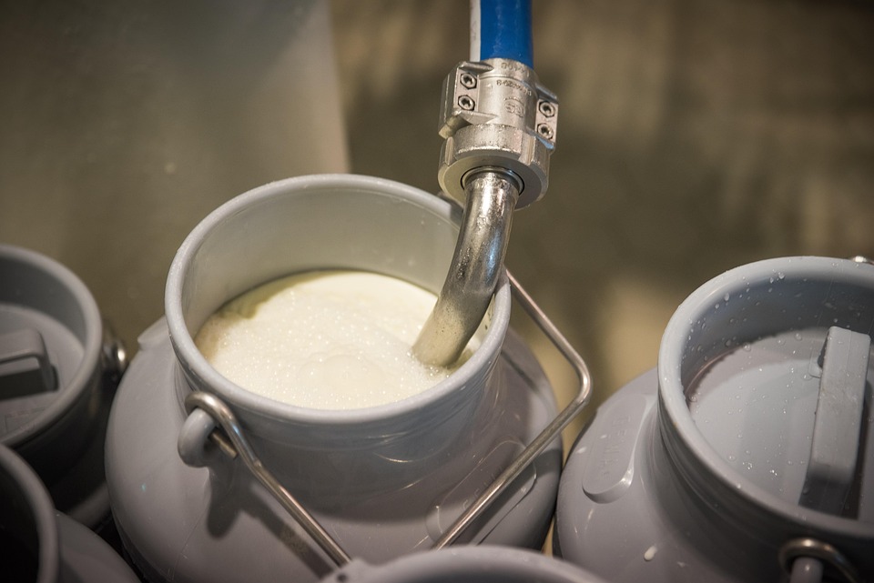 Pequenos produtores se recusaram a entregar leite aos intermediários em 1946, formaram duas cooperativas rurais com 247 litros e construíram uma rede com 18.600 unidades