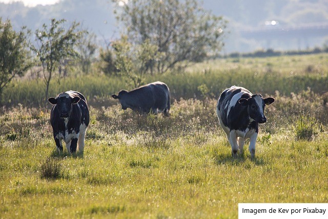 Pecuaristas cearenses começam a trocar o leite pela carne
