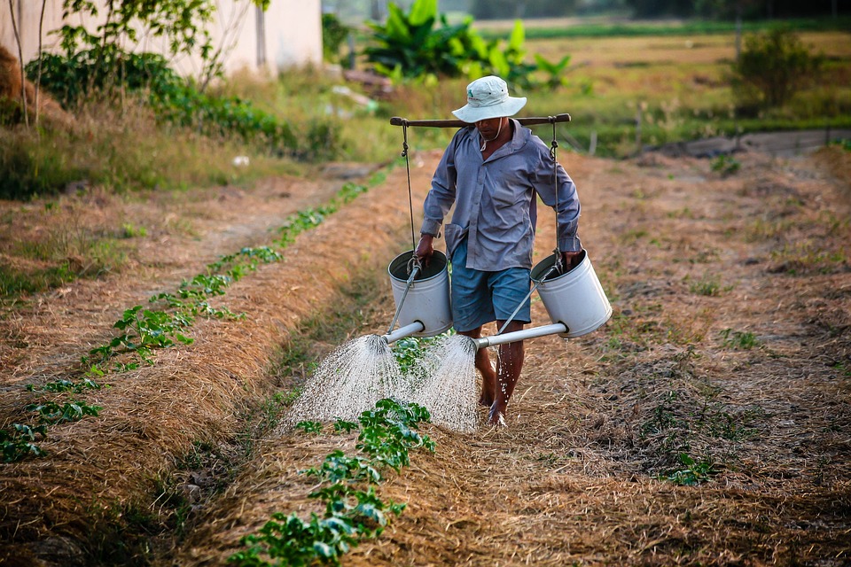 Agricultor ajusta planejamento para encarar El Niño mais forte da história