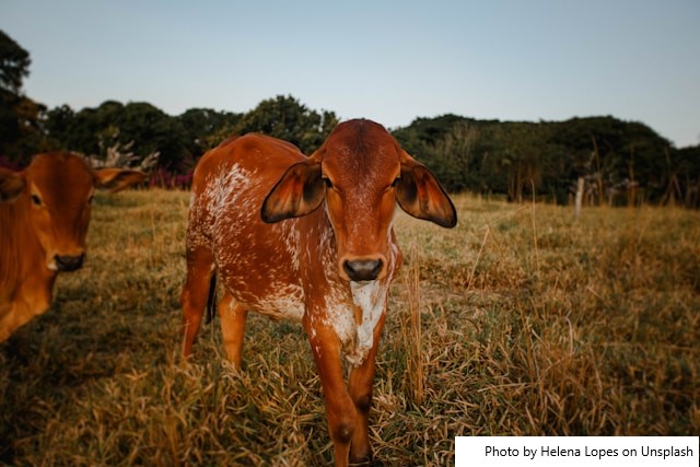 Leite e carne de Zebu ganharão destaque no 1º Festival Internacional Serra do Palmital