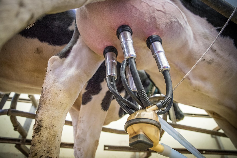 CNA alerta produtores de leite para importância da gestão de riscos