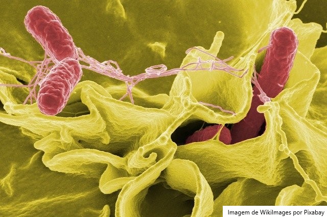 Risco oculto: o esterco foi identificado como foco de genes resistentes aos antibióticos