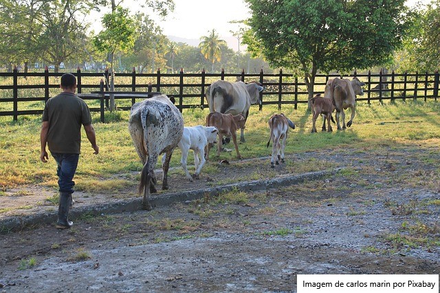 Com 35 vacas e Queijos Premiados