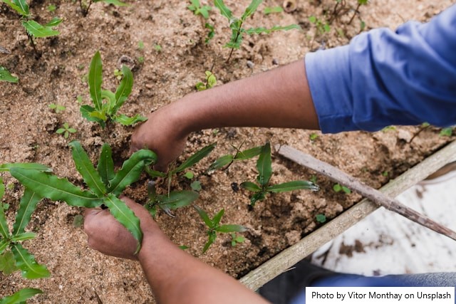 Bioinsumos ganham destaque como aliados da agricultura