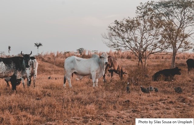 Crédito rural no Ceará: como funciona e quem pode acessar