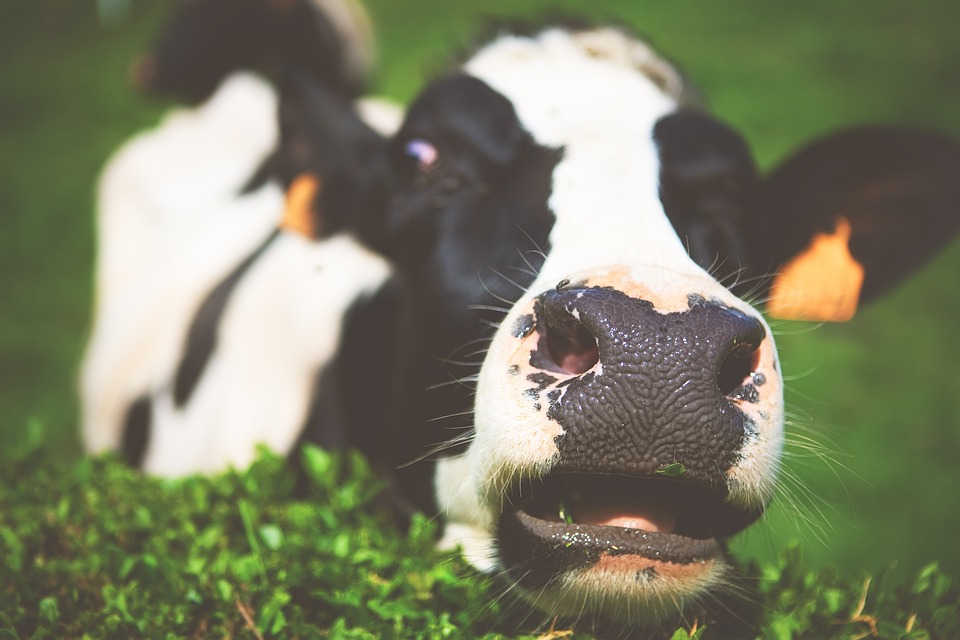 25 mil vacas recebem música, banhos e até equipamentos de conforto em fazendas da Espanha que apostam em uma nova forma de produzir leite