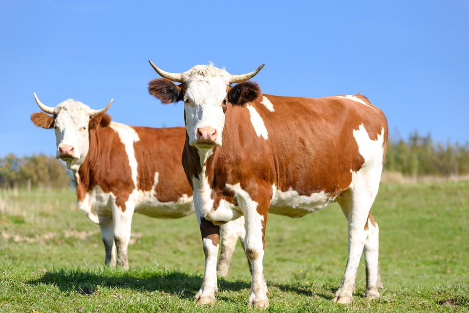A pecuária tem exigências, a começar pela boa comida