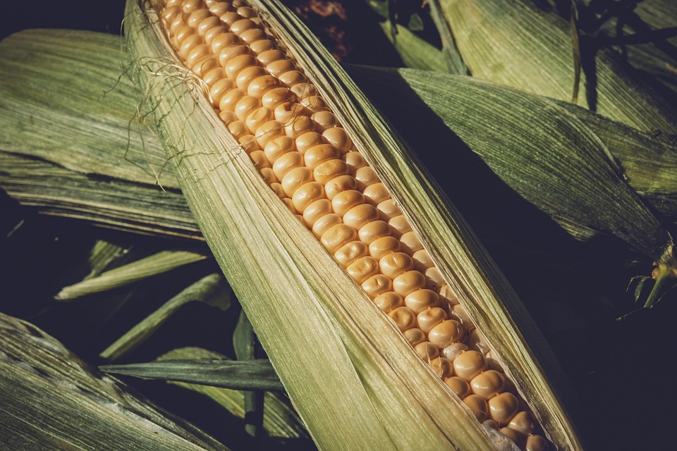 MILHO/CEPEA: Preço segue em alta; safra de verão começa no Sul