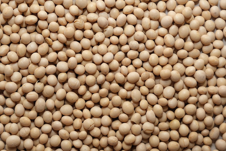 SOJA/CEPEA: Chuvas favorecem semeadura e sustentam preços no Brasil