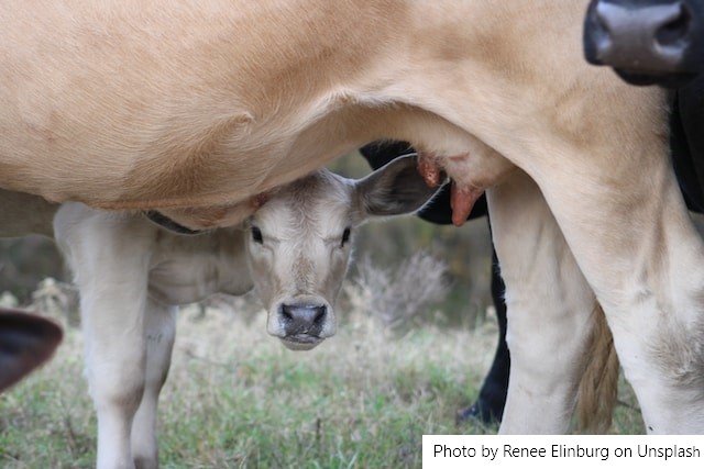 Alvoar Lácteos aproxima campo e indústria
