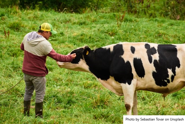 Vaca Favorita, estabelece novo recorde de produção de leite durante a AgroShow Itajubá 2026