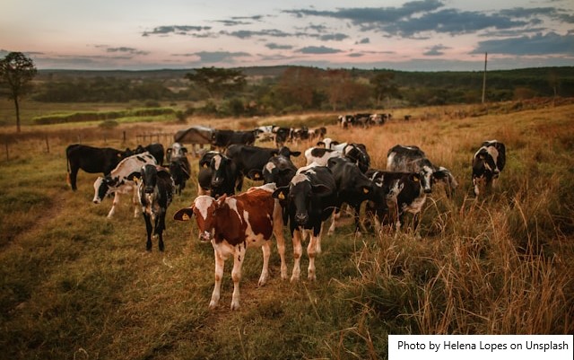 De duas vacas a mil litros de leite por dia: família prospera na pecuária com apoio do Senar-Go