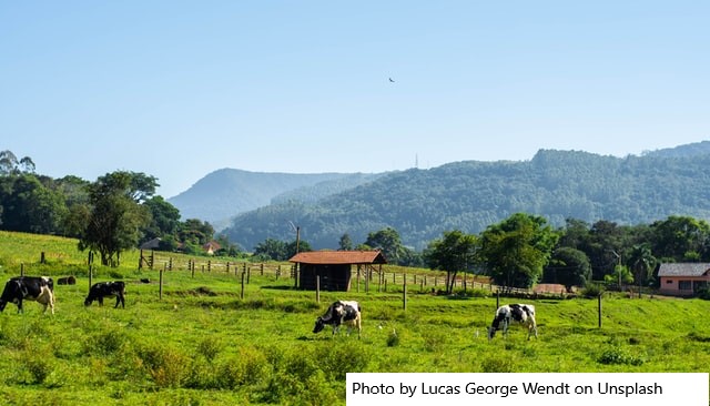 Rebanho bovino responde por 81% do leite mundial, destaca a FAO
