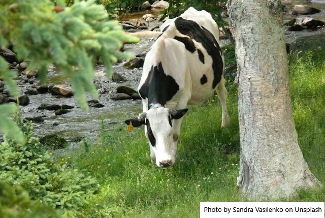 Vacas leiteiras sofrem com calor e produção pode cair até 20%