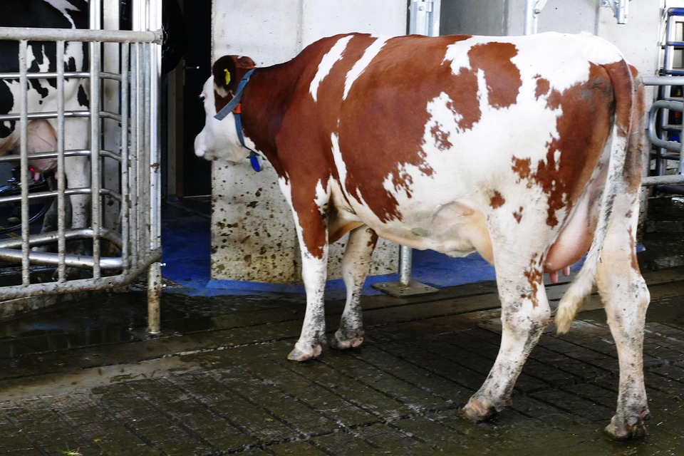 Produção de leite cresce no RS, mas importações pressionam pequenas indústrias