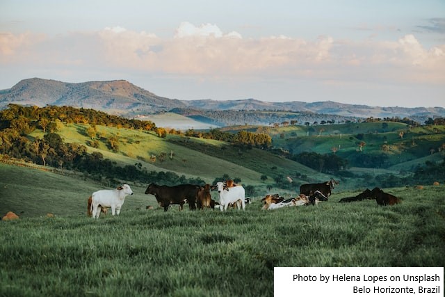Produção de leite bate recorde mesmo com redução de vacas ordenhadas