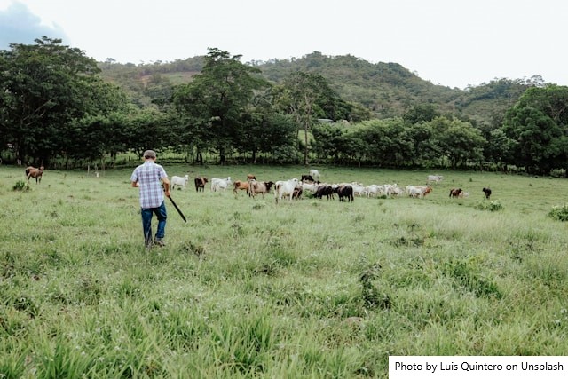 Tecnologia e sustentabilidade ganham espaço na pecuária leiteira do RS